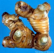 Curcuma zedoaria Rosc